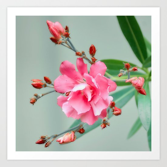 Blossom forward Art Print