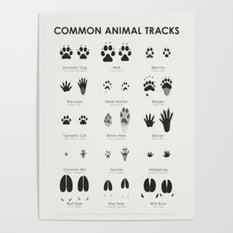 Animal Tracks (Hidden Tracks) Identification Chart Poster