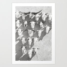 Cow Skulls - West Texas Black and White Photography Art Print