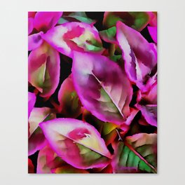The Love of Pink 1 Canvas Print