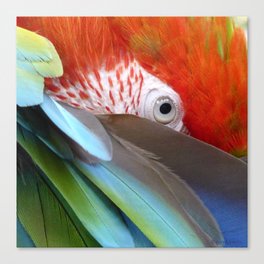 Feathered Friends II Canvas Print