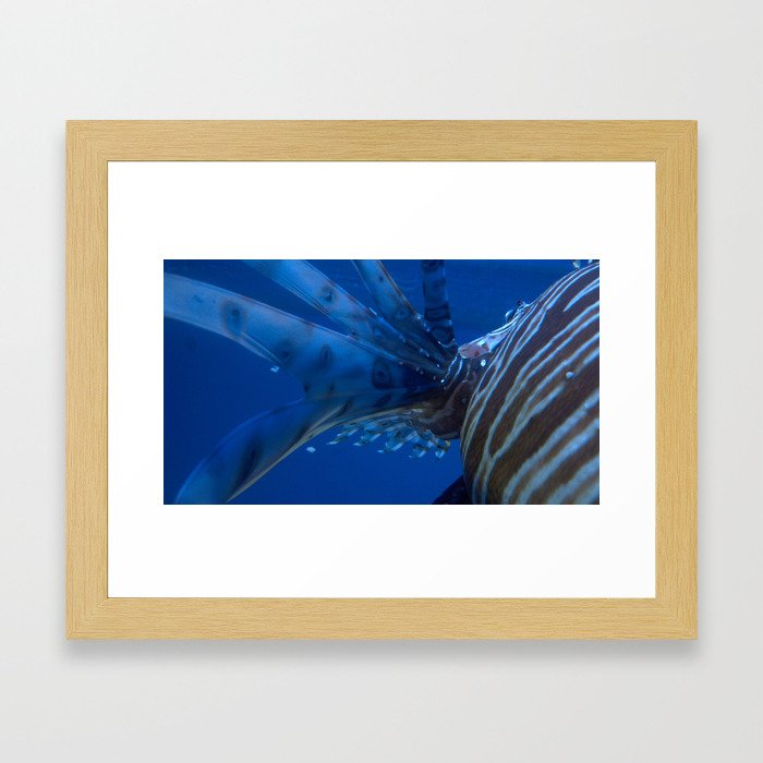Lion Fish  Framed Art Print