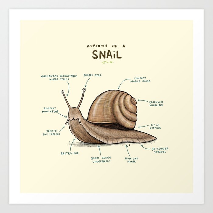 Anatomy of a Snail Art Print