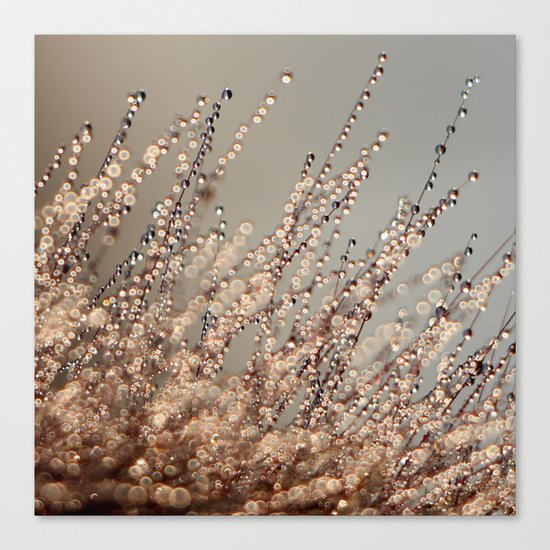 Champagne Canvas Print