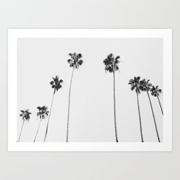Black & White Palms Art Print