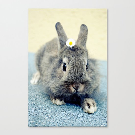 Bunny Canvas Print