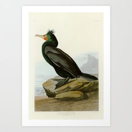 Double crested Cormorant - John James Audubon Birds of America Art Print