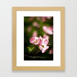 Pink Dogwood Framed Art Print