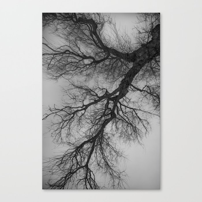 Lungs of the Earth | Nature Photography | Weeping Willow | Black and White Canvas Print