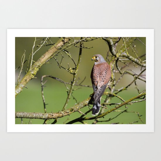 KESTREL Art Print
