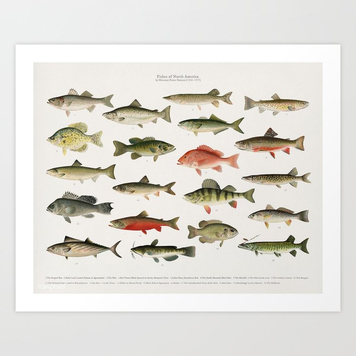 Illustrated Denton Fish Chart of Fishes of North America Art Print