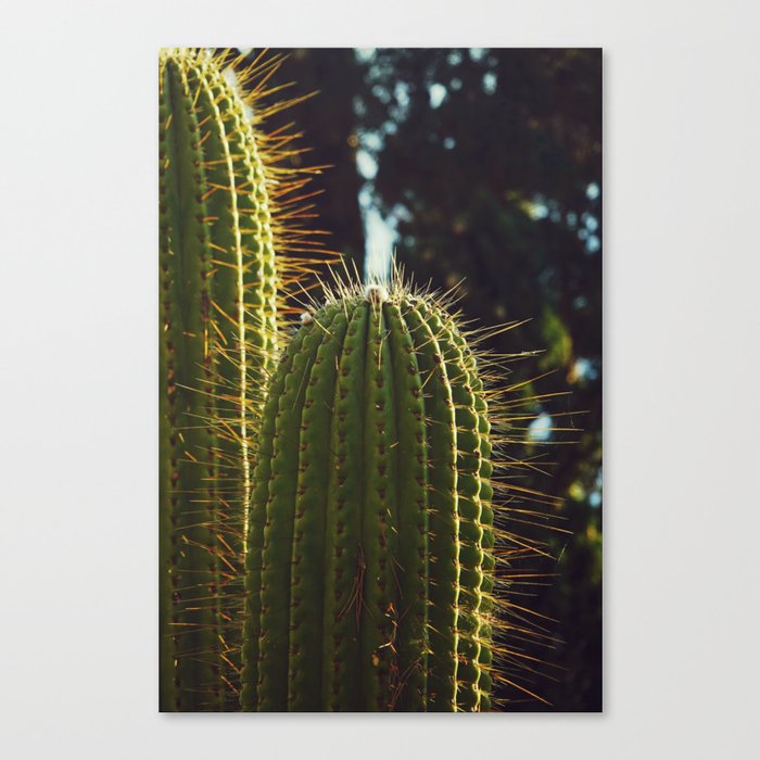 Mediterranean Cactus Photo | Plants in Capri Italy Art Print | Nature Travel Photography Canvas Print
