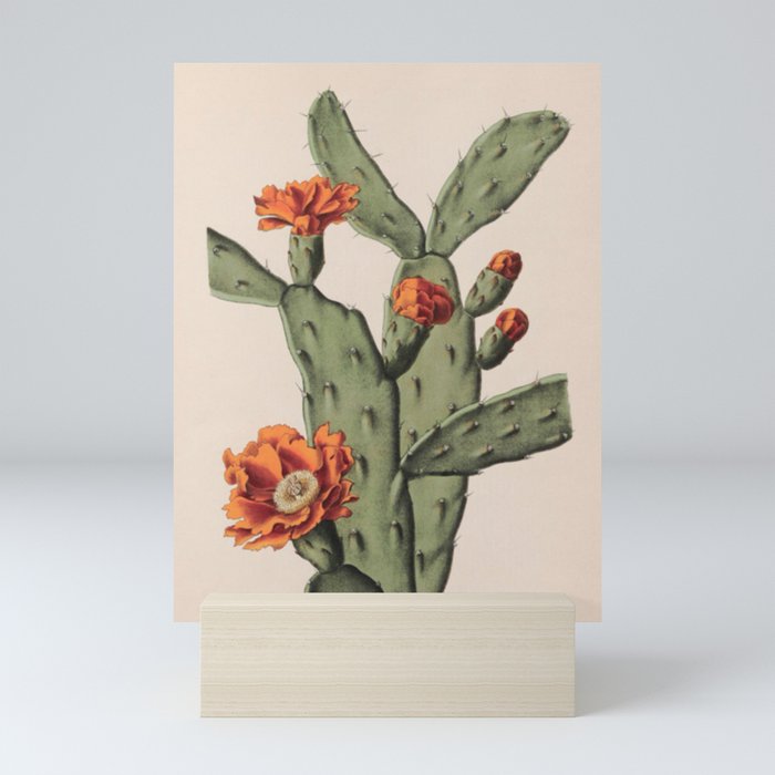 Botanical Cactus Mini Art Print