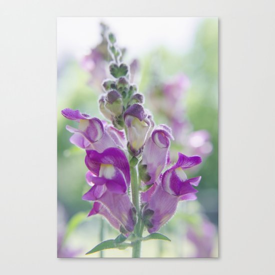 Casually Glorious Canvas Print