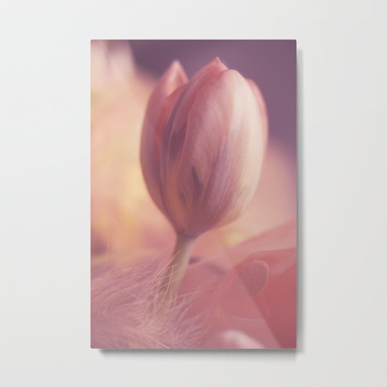 Elegant pink tulip (Flower Photography) Metal Print