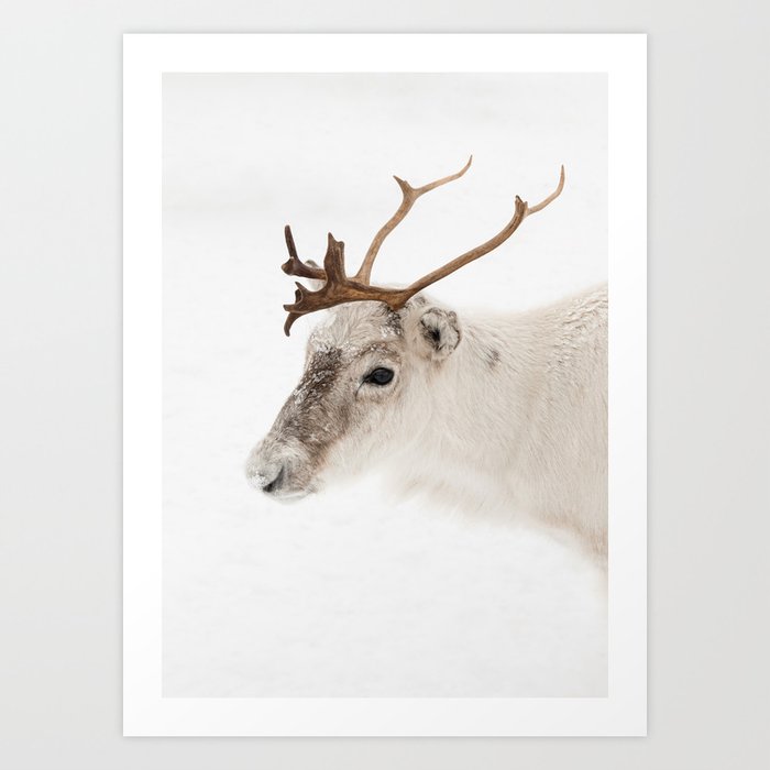 Reindeer In The Snow Photo | Lapland Norway In Winter Art Print | Nature  Animal Travel Photography  Art Print