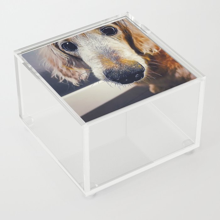 Dachshund  Acrylic Box