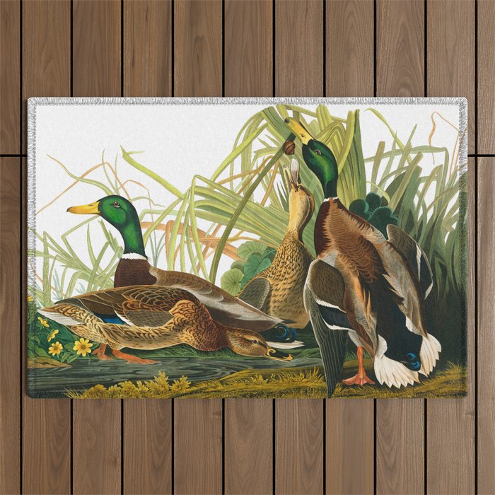 Mallard Duck by John James Audubon Outdoor Rug