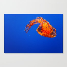 Jellyfish Leinwanddruck