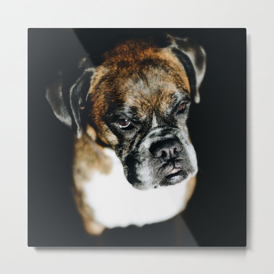 Boxer Dog Metal Print