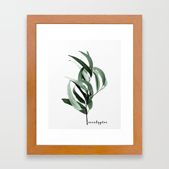 Eucalyptus - Australian gum tree Framed Art Print