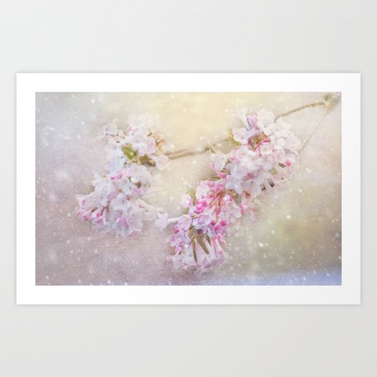snowy pink blossom Art Print