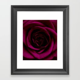 Magenta Rose Framed Art Print