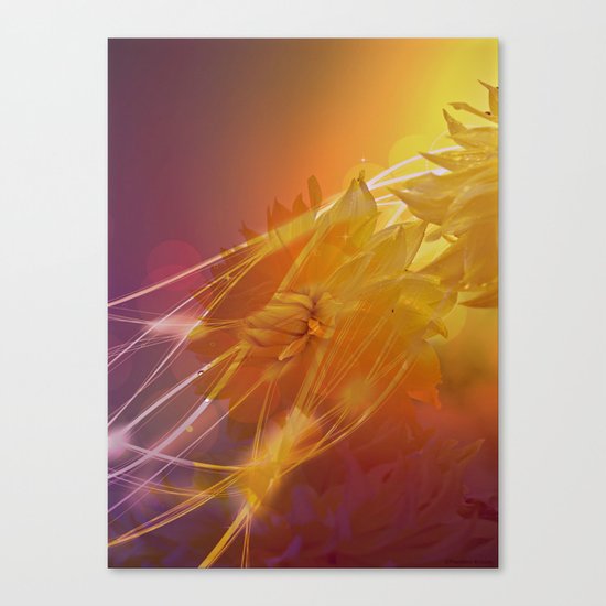 Sun Kissed Dahlia Canvas Print