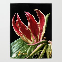 Orchid. Botanical illustration. Poster