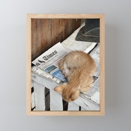 Orange Kitten  Framed Mini Art Print