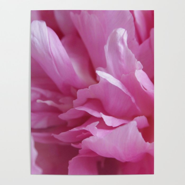 Peony 2 Poster