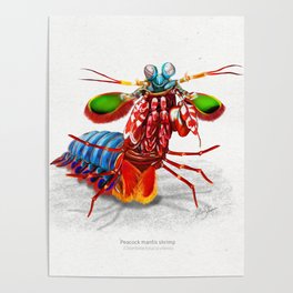 Peacock mantis shrimp in attack pose art print Poster