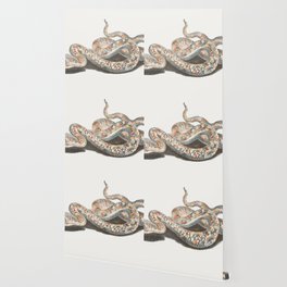 A Snake  Wallpaper
