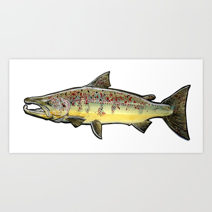 The atlantic salmon. Art Print