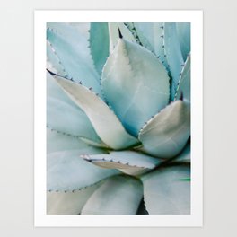 Blue | Aloë Vera Succulent photography print | Soft colored Art Print