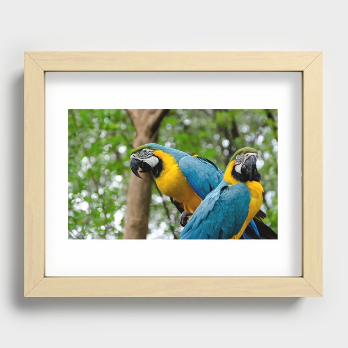 Macaws Recessed Framed Print