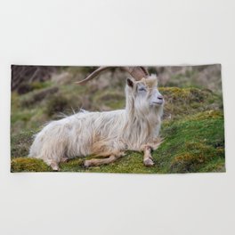 Wild Kashmiri Goat Resting On Hill  Beach Towel