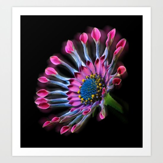 Tropical Daisy Art Print