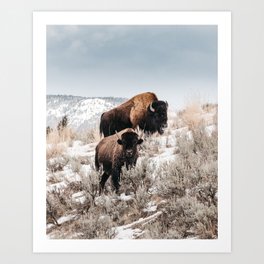 Bison Bulls in Yellowstone Art Print