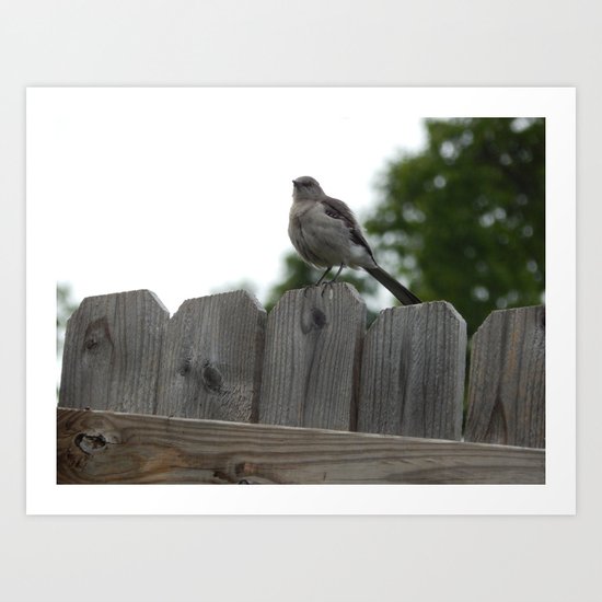 Mockingbird Art Print