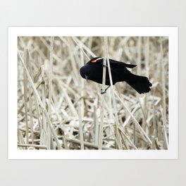 I see you - blackbird in the reeds Art Print