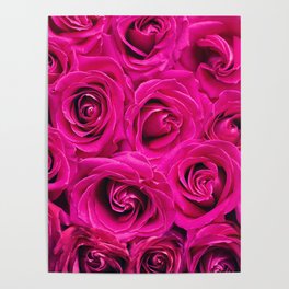 Hot Pink Roses Poster