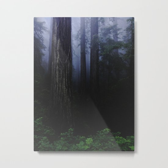 Redwood Forest Metal Print