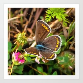 Common Blue Butterfly Polyommatus Icarus Art Print | Commonblue, Wild, Meadow, Insect, Butterflies, Acrylic, Spring, Brownandblue, Flower, Colorful 