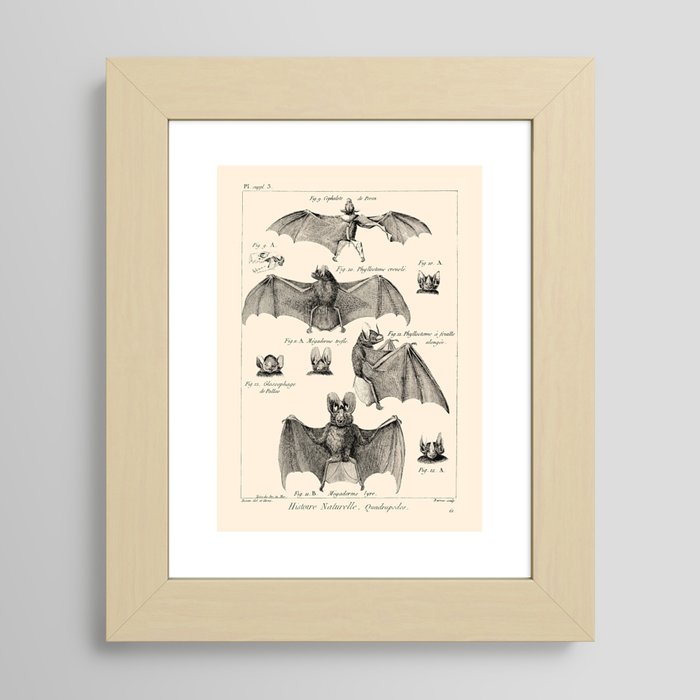 Vintage Bat Diagram Framed Art Print by The Unemployed ...