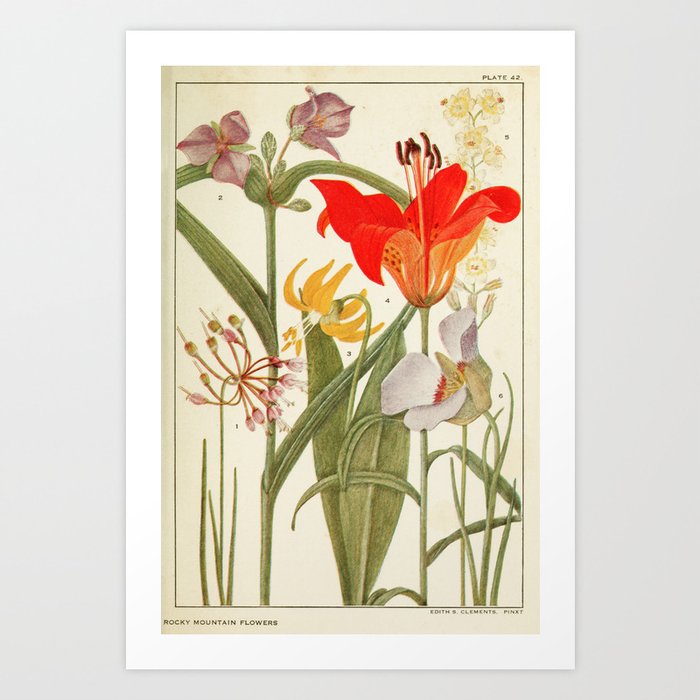 Wildflowers from "Rocky Mountain Flowers" (1914) by Edith Clements (benefitting The Nature Conservancy) Art Print