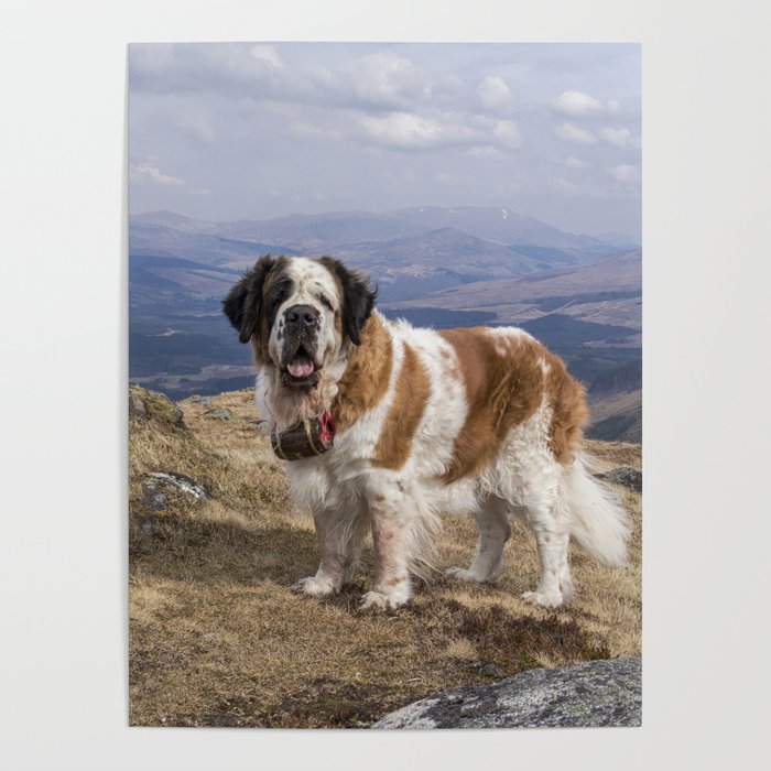 St Bernard dog on the mountain Poster