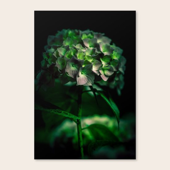 Fiore Verde Canvas Print