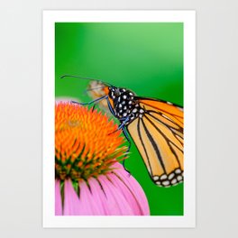 Fuzzy Polka Dots, Monarch Butterfly Photograph Art Print