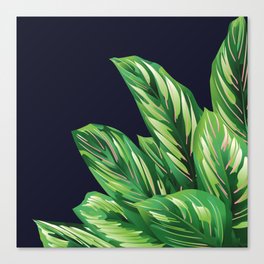 Calathea Ornata Leaves Canvas Print